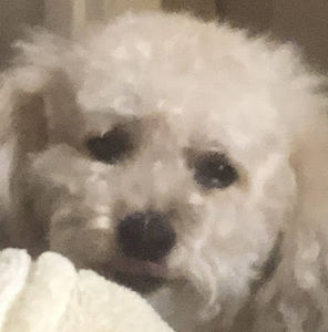 Meet your Posher, Jimmy